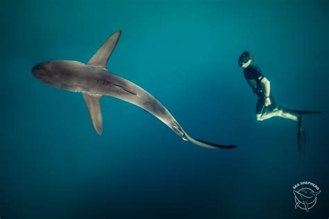 Silky Shark With Longline Hook Seen During Freediving Expedition With