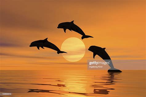 Three Dolphins Jumping Out Of The Water Sunset Silhouette