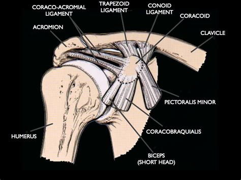 Image Result For Coracoid Ligaments Anatomy Image Biceps