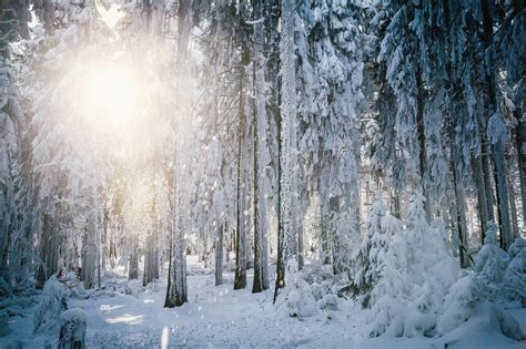 Sun Frost Winter Forest Trees Snow Wallpaper 2048x1365 282382