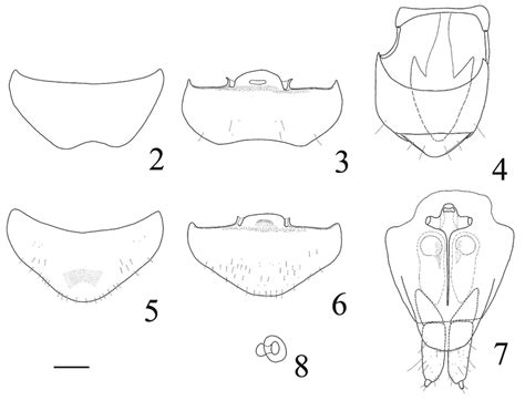 Carcinocephalus Szujeckii Sp N 2 − Male Abdominal Tergite Viii