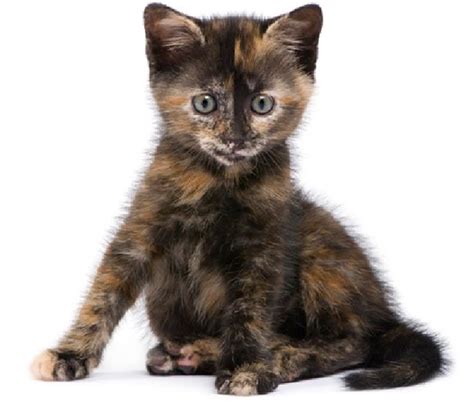 They are almost always female. The Tortoiseshell Cat - Cat Breeds Encyclopedia