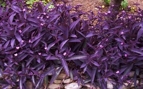 Tradescantia Pallida Purple Heart 5 Gallon