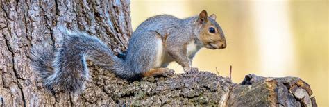 A Guide To What Squirrels Eat Lovethegarden