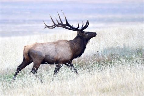 Bull Elk Valles Caldera Larry Lamsa Flickr