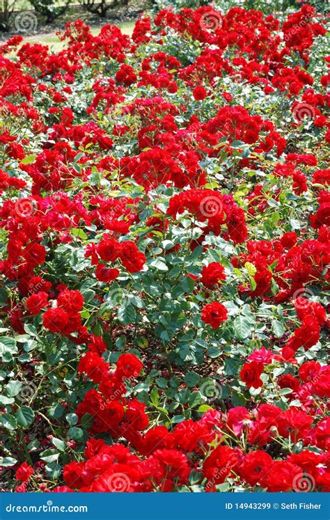 Red Rose Garden Stock Image Image Of Cluster Garden 14943299
