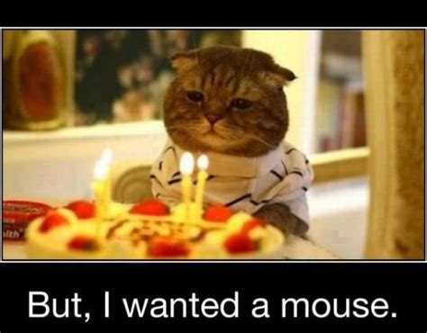 Cat Birthday Happy Birthday Me Birthday Humor Unhappy Birthday Bday