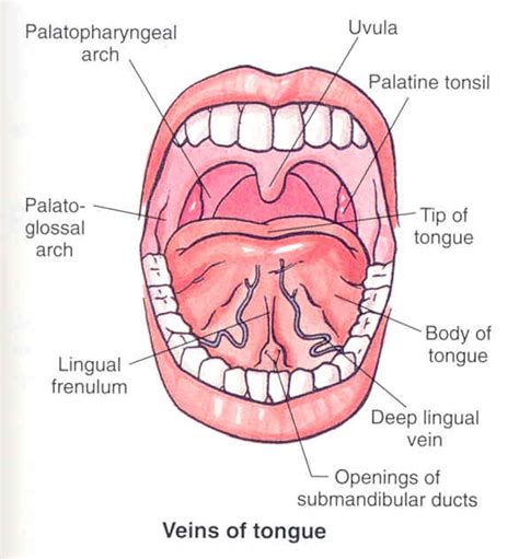 Tongue Under Foreskin Telegraph