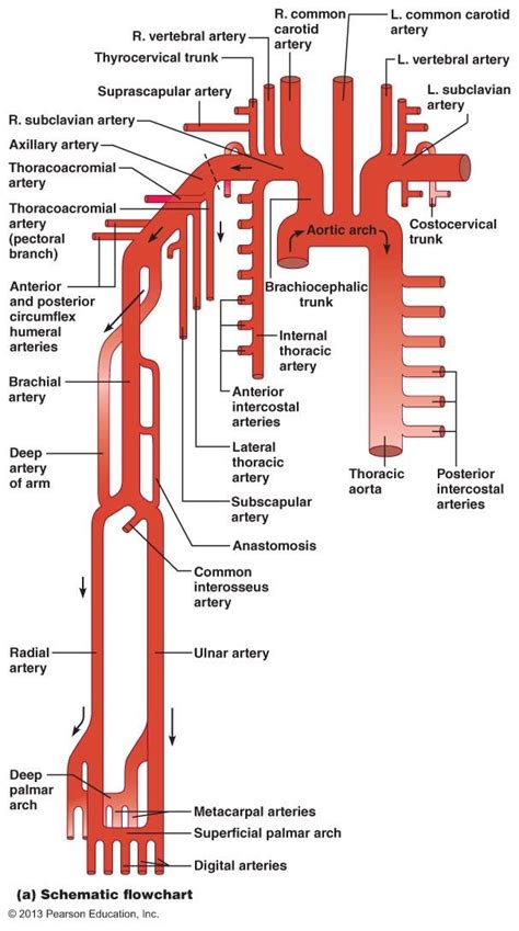 Major Blood Vessel Chart Arterial Supply To The Brain Carotid