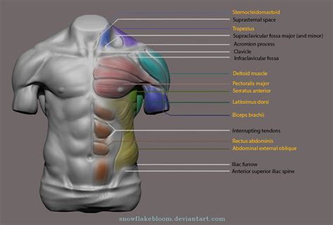 Upper Torso Muscles Anatomy