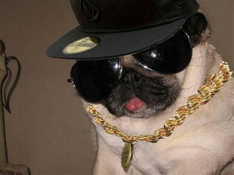 Gangsta Pug Funny Animals Pinterest