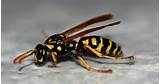 Wasp Yellow Jacket Hornet Difference Pictures