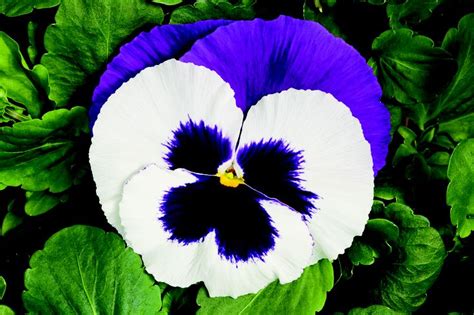 Colossus White With Purple Wing Pansies Flower Garden Flowers