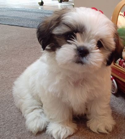 Among all other breeds, we offer the best shih tzu puppies in india. Shih Tzu Dog Lovers: Basics of Shih-Tzu Training