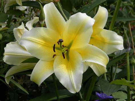 Ot Hybrid Lily Honeymoon Oriental Lily Tropical Flowers Garden