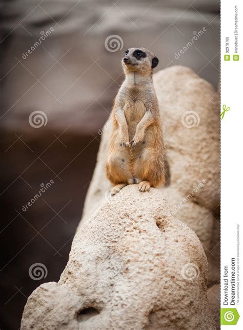 Meerkat Stock Photo Image Of Mammals Sentry Nature 32370706