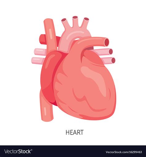 Heart Human Internal Organ Diagram Royalty Free Vector Image