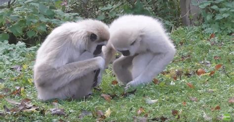 Video Captures Gibbons' Reacting To A Rat Who Entered Their Enclosure