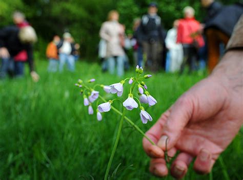 Darmzentrum (iso 9001:2015, tüv süd). Wildkräuter - ursprünglich & lecker - Biologische Station ...