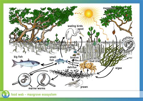 Mangrove Swamp Food Chain Labquiz