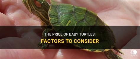 The Price Of Baby Turtles Factors To Consider Petshun