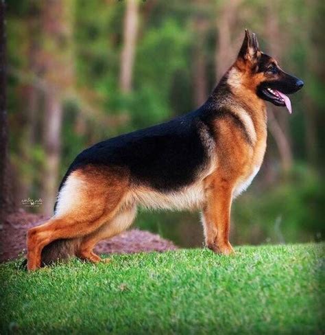 The German Shepherd Dog A Grand Champion Breed A Show Dog Police Dog