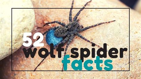 52 Wolf Spider Facts What You Need To Know