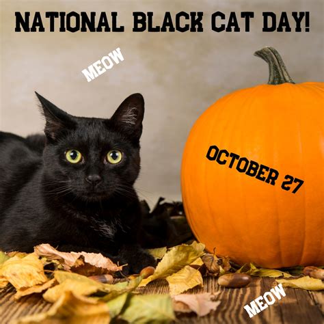 Facts About National Black Cat Day History And Celebrations Knowinsiders