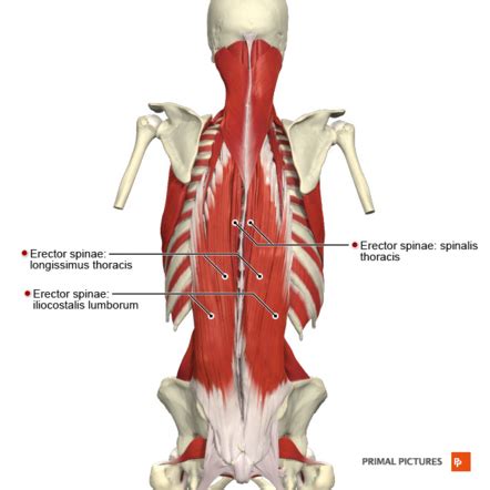 Erector Spinae Physiopedia