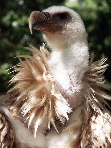 Fotos Gratis Pájaro Ala Animal Fauna Silvestre Pico águila