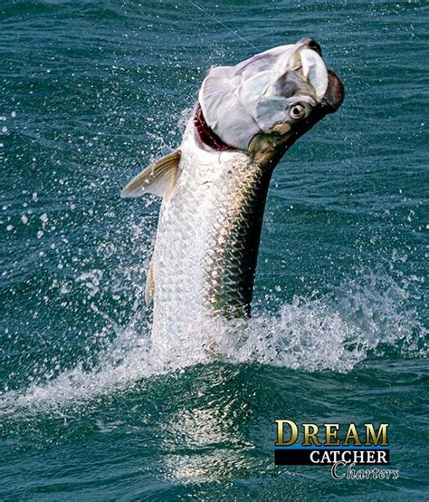 Is It Tarpon Fishing Time In Key West Fishing Report