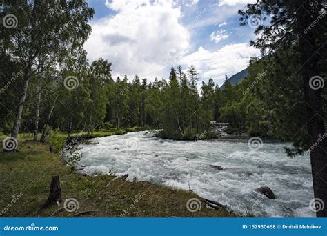 Fast Water Stream In Mountain River With Coniferous Forest Altai