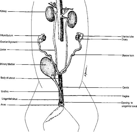 Male Cat Reproductive System Diagram Gambaran