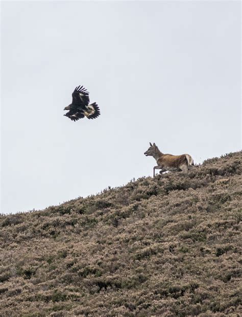 Spectacular Images Capture Moment Golden Eagle Swooped On Deer