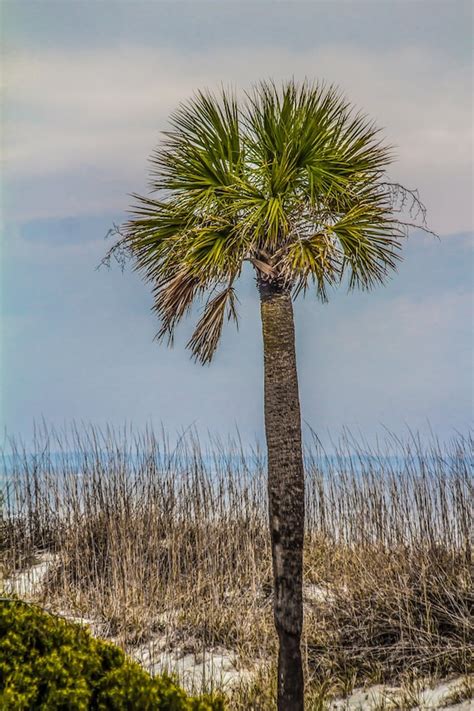 Palmetto State Of Mind South Carolina Beach Tree Ocean