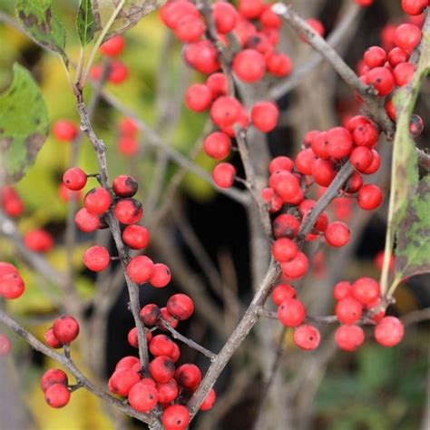 Winter Red Winterberry Holly For Sale Garden Goods Direct