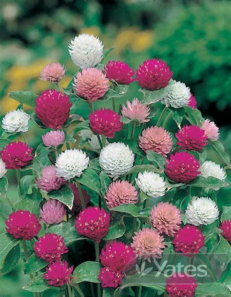 Gomphrena Buddy Mix Yates Seeds For Gardens