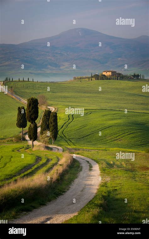 Cypress Trees And Winding Road To Villa Near Pienza Tuscany Italy