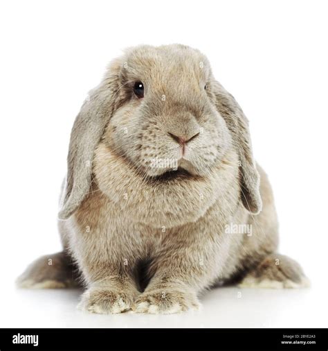 Dwarf Lop Eared Rabbit Sitting Hi Res Stock Photography And Images Alamy