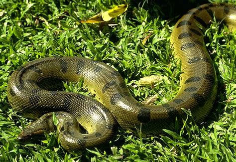 Snakes Anaconda