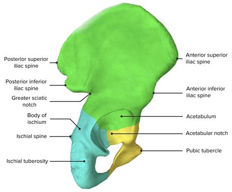 Lateral View Of Pelvic Girdle