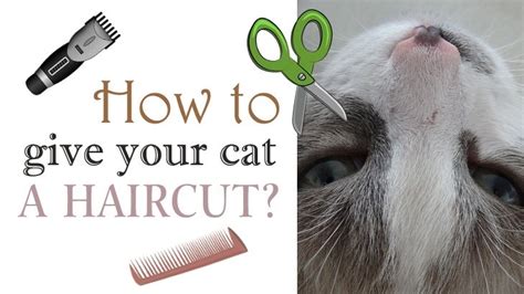 How To Give Your Cat A Haircut Carefully