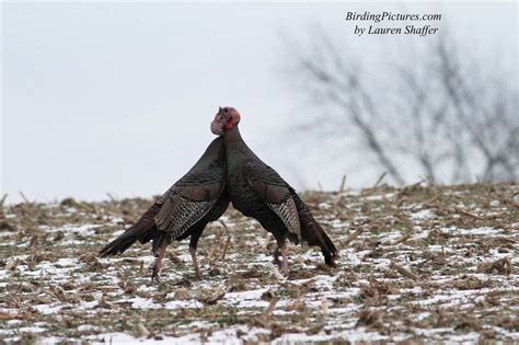Fighting Turkeys Birding Pictures