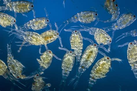 Lo Que Necesita Saber Sobre El Zooplancton