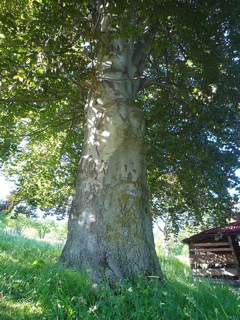 Oldest Trees Najstarsze Drzewa Czerwony Buk W Głębocku Red Beech In