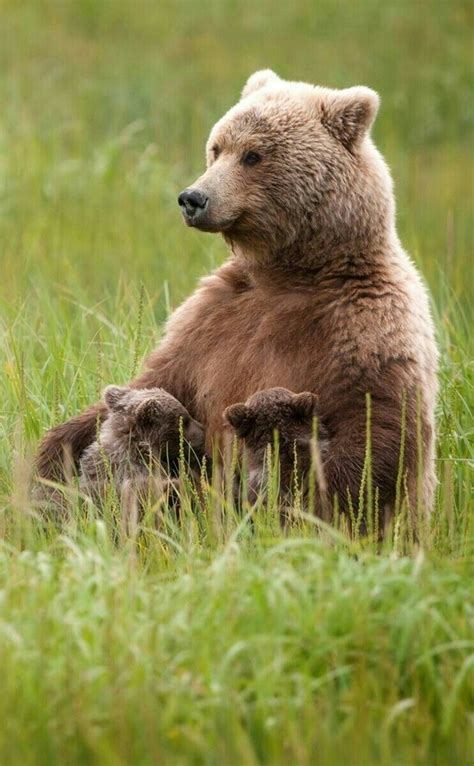 Mother Grizzzly Bear Nursing Her Cubs Water Animals Big Animals