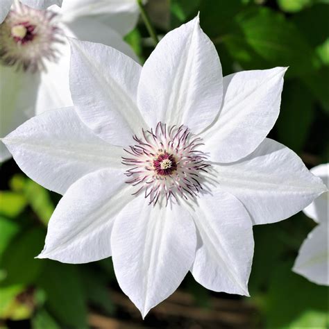 Clematis Henryi Easy To Grow Bulbs