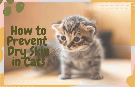 How To Prevent And Treat Your Cats Dry Skin And Dandruff Oliveknows