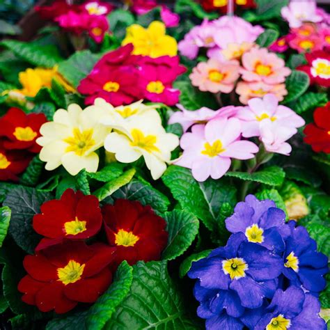 Primula Primrose Flower Seeds Super Nova Mix 100 Seeds Perennial