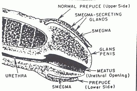 Just What Is Smegma And Why Does It Make Us Cringe